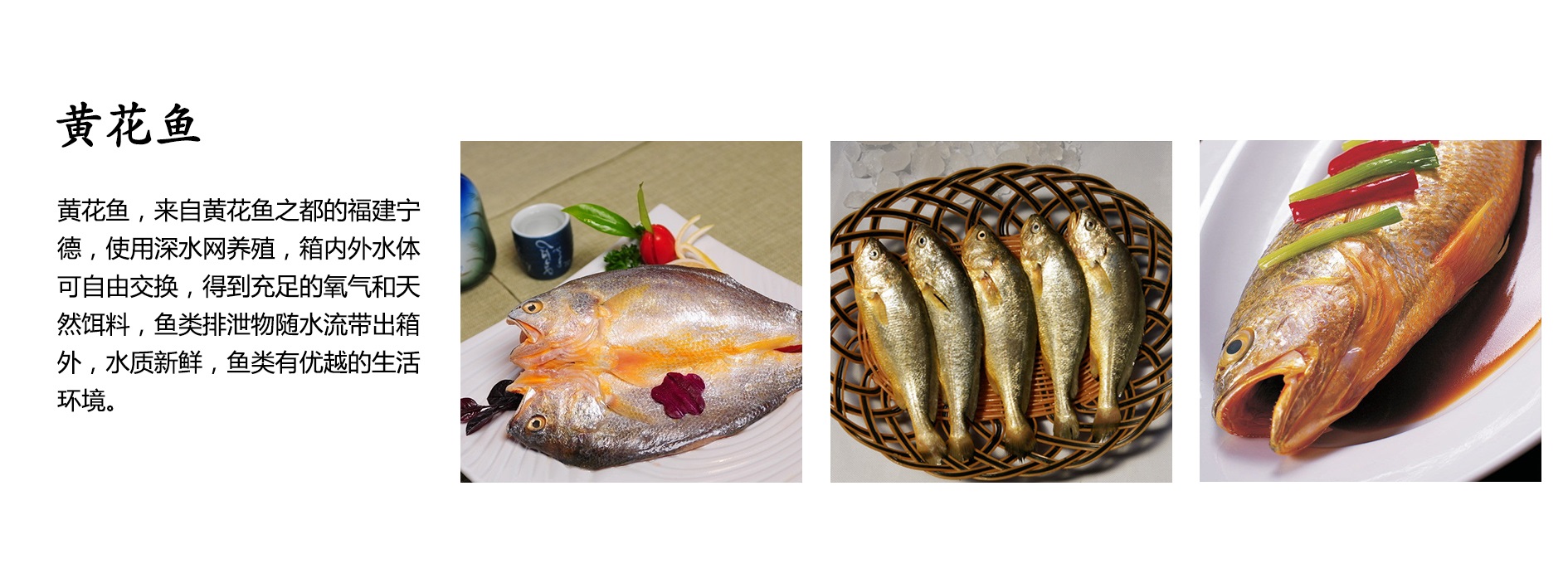 黄花鱼.jpg